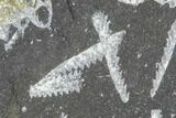 Fossil Graptolite Cluster (Didymograptus) - Great Britain #103429-1